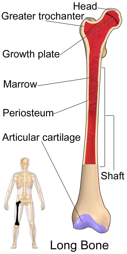 diagrammatic representation of the femur