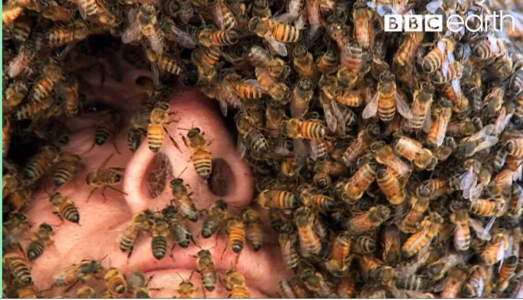 Man's face covered in bees