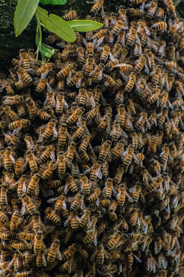 a swarm of bees