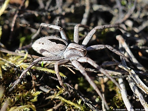 The diamond-back spider