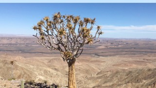 The Quiver Tree