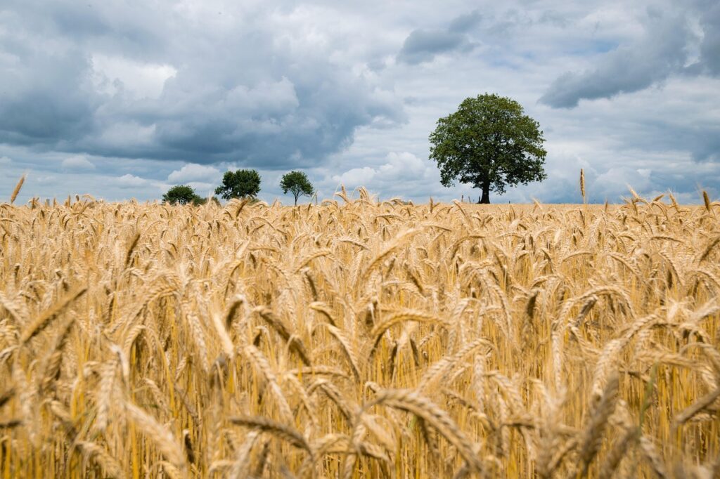 Cereal crop in a field