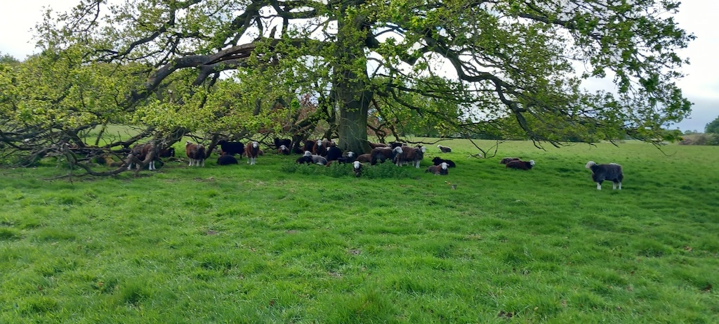 Cows sheltering under a tree near Newstead Abbey