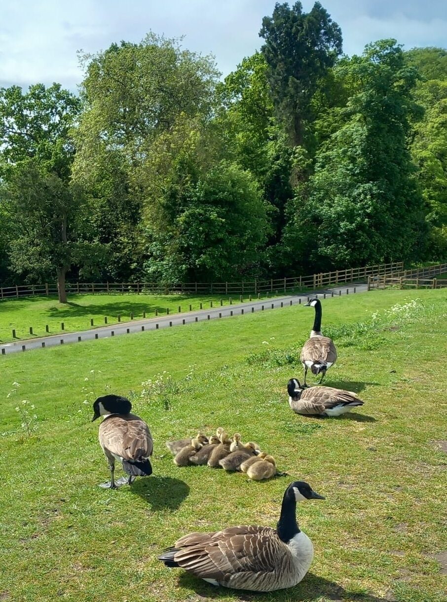 Canada geese on the grass at Newstead Abbey