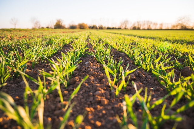 young crops sprouting in rows in a field