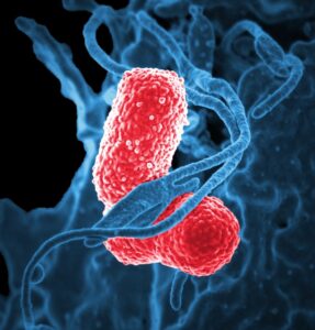 White blood cells engaging with two rod-shaped bacterial cells