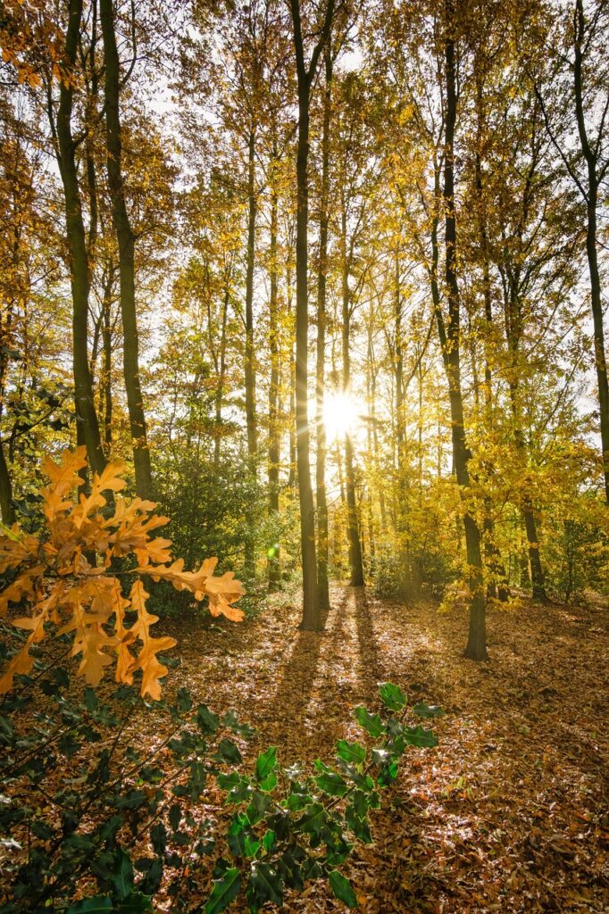 Sun shining through trees in an autumnal setting